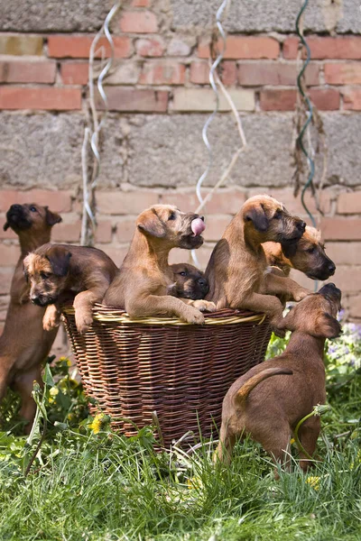 Grupo Cães Parque — Fotografia de Stock