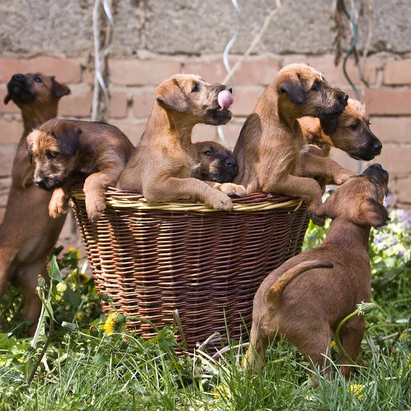 Irlandês Terrier Uma Cesta — Fotografia de Stock