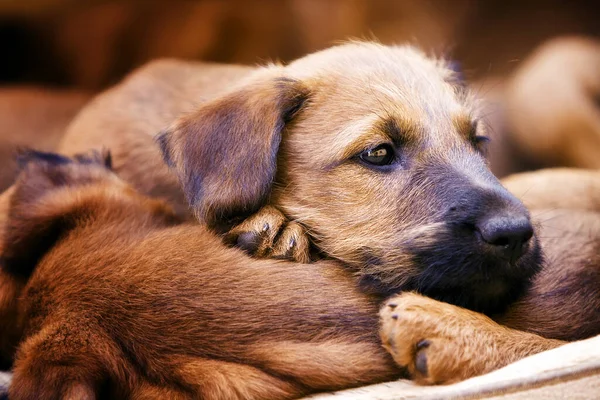 Irish Cachorro Terrier Uma Cesta — Fotografia de Stock