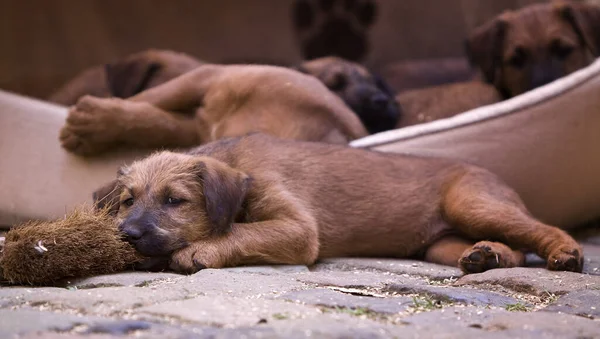 Niedliche Schlafende Welpen Von Labrador Retriever — Stockfoto