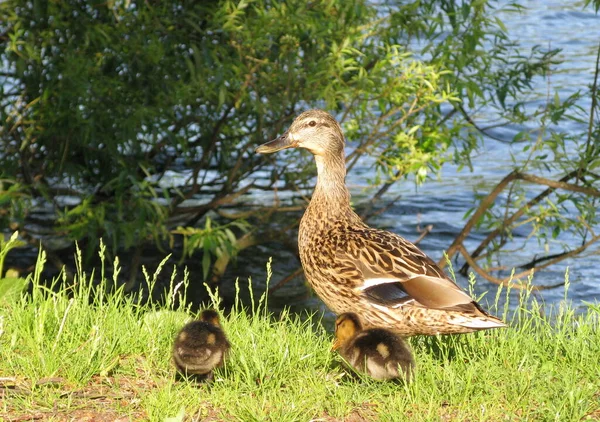 大自然における鳥類の景観 — ストック写真