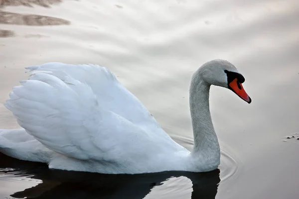 Vista Panorâmica Cisne Majestoso Natureza — Fotografia de Stock