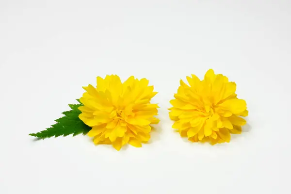 白地に黄色い花を咲かせ — ストック写真