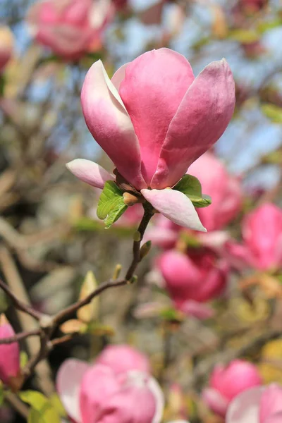Close Van Een Prachtige Magnolia Bloem Alleen Een Tak — Stockfoto