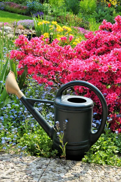 Gartenbewässerung Mit Azaleen — Stockfoto
