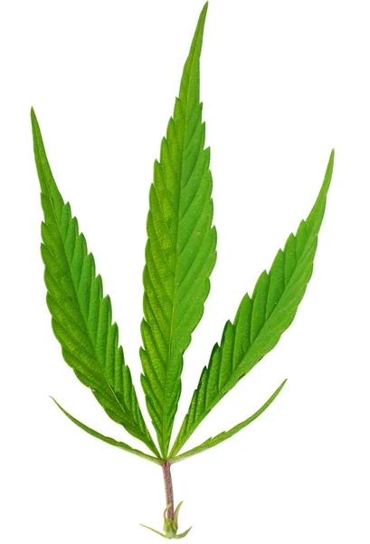 Feuilles Marijuana Vertes Fraîches Isolées Sur Blanc — Photo