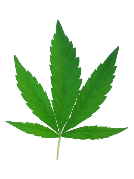 Świeże Zielone Liście Marihuany Izolowane Białym — Zdjęcie stockowe