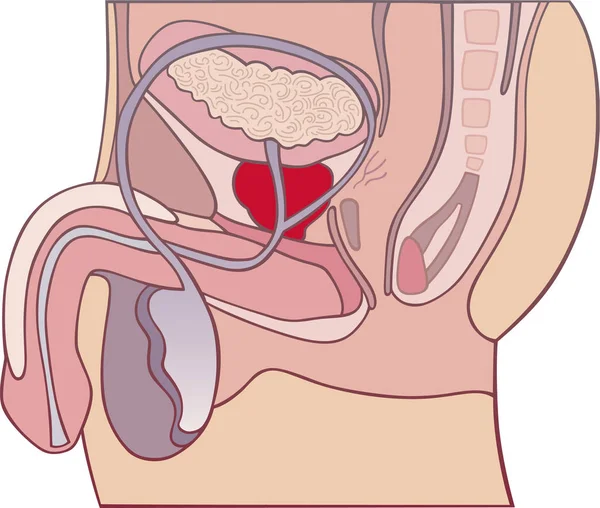 Llustração Diagrama Secção Transversal Glândula Prostática — Fotografia de Stock