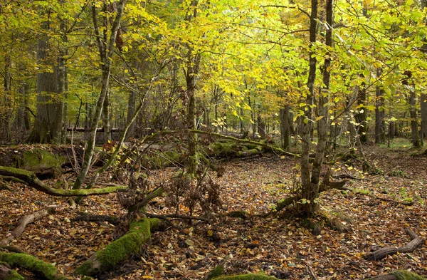 Atumnal Krajina Smíšeného Stánku Polámanými Stromy Ležícími — Stock fotografie