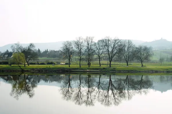 Les Arbres Reflètent Dans Tranquillité Loup Moule — Photo