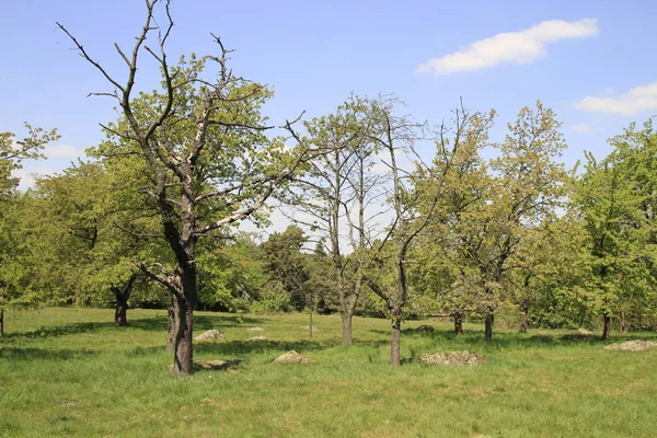 Piękny Krajobraz Mokradła — Zdjęcie stockowe