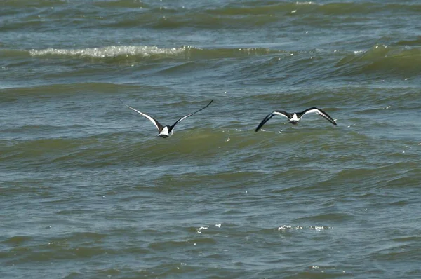 Baltık Denizi Nin Dalgalarının Önünde Uçan Istiridye Avcıları — Stok fotoğraf
