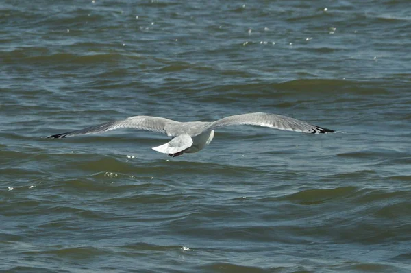 Vliegende Meeuw Tegen Golven Van Baltische Zee — Stockfoto