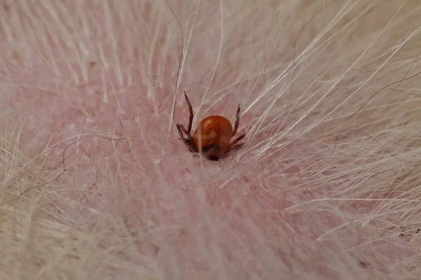 Teken Ixodida Zijn Een Orde Binnen Mijten Acari Met Leerachtige — Stockfoto