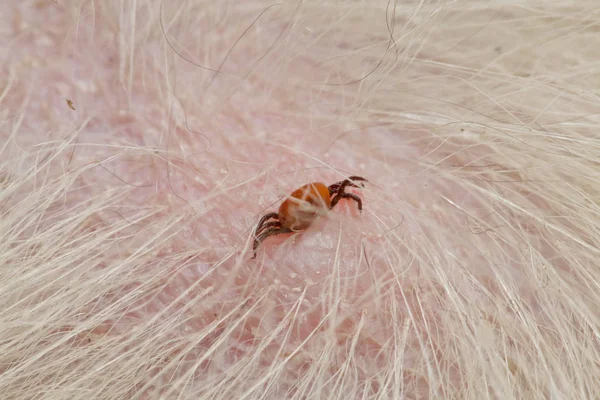 Teken Ixodida Zijn Een Orde Binnen Mijten Acari Met Leerachtige — Stockfoto