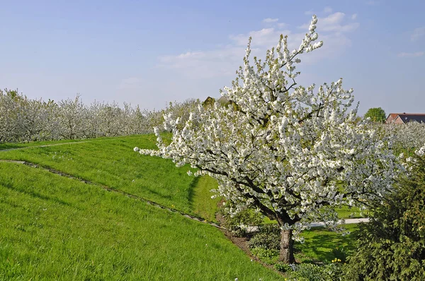 Kirschblüte Alten Land — Stockfoto