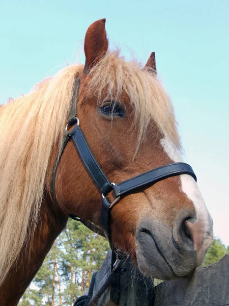 Black Forest Horse — Stock Photo, Image
