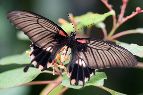 Closeup View Beautiful Colorful Butterfly — Stock Photo, Image