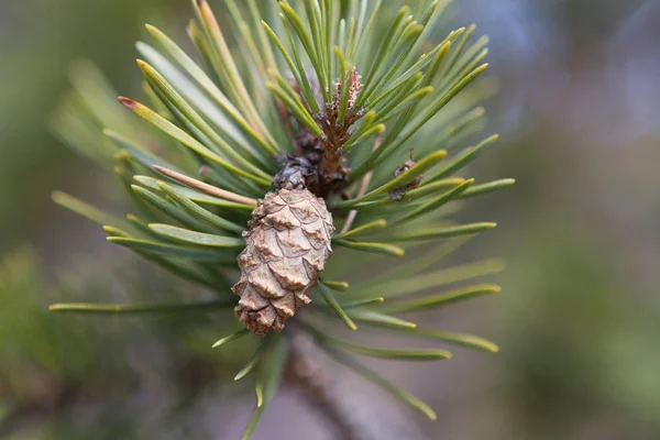 Krásný Botanický Záběr Přírodní Tapety — Stock fotografie