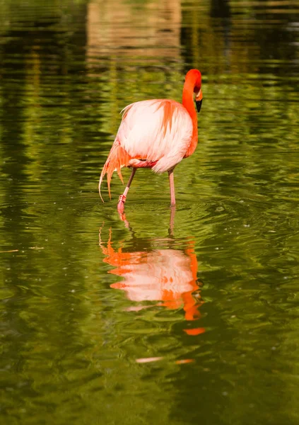 Flamingolar Avrupa Bir Gölün Kıyısında — Stok fotoğraf