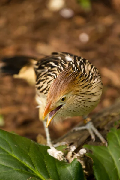 Een Exotische Vogel Verkent Buurt Van Een Beek — Stockfoto