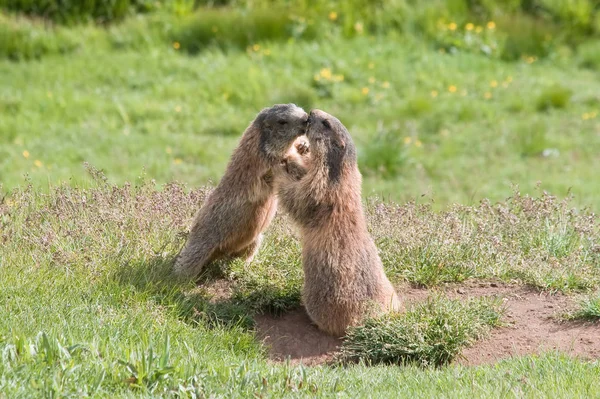 Deux Jeunes Marmottes Luttent Embrassent Dans Une Prairie Verte Dolomites — Photo