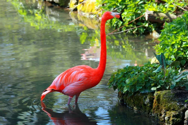 Vue Panoramique Belle Oiseau Flamant Rose Nature — Photo