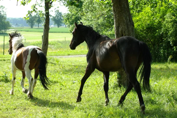 牧草地で馬を閉じ — ストック写真