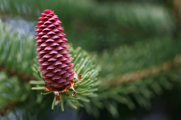 Female Cones Spruce — Stock Photo, Image