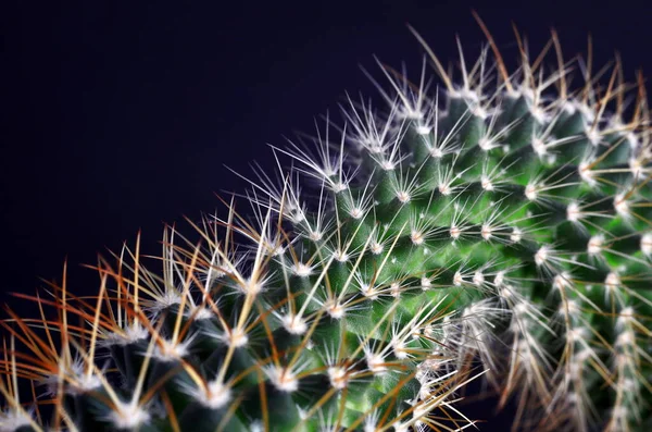 热带奇异植物仙人掌 — 图库照片