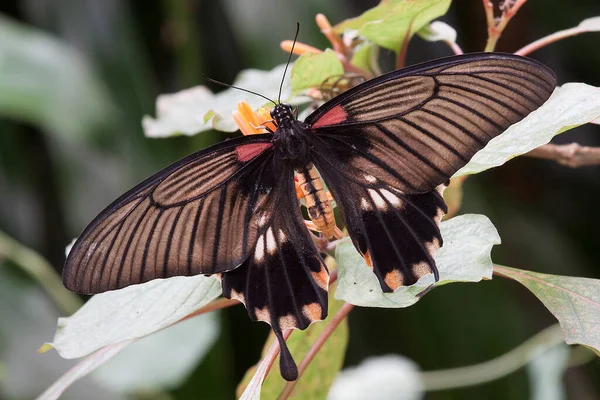 Çiçek Üzerindeki Bir Kelebek — Stok fotoğraf