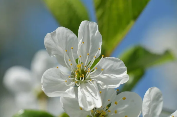 Weiße Kirschblüten Frühling — Stockfoto