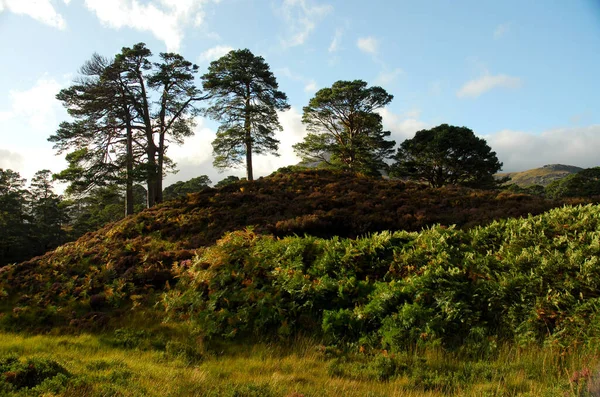 Skotsko Rokle Affric Krásné Hory — Stock fotografie