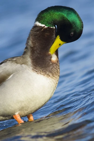 Drake Mallard Duck Cleaning Plumage — Stock Photo, Image