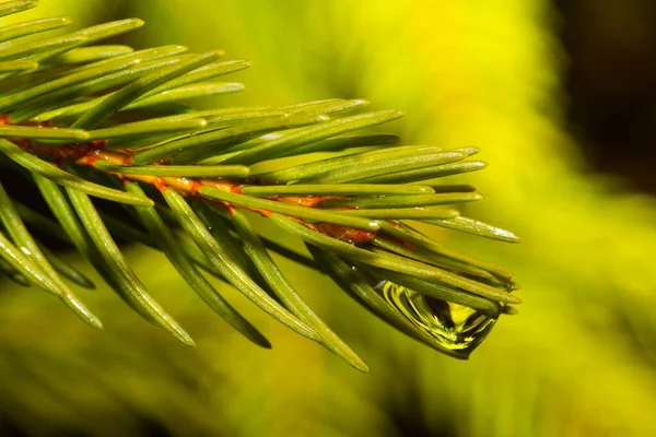 Malerischen Blick Auf Weihnachten Feiertagsdekoration — Stockfoto