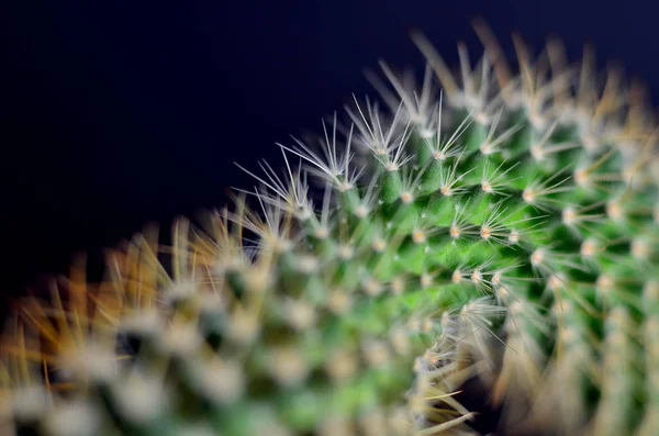 Pianta Verde Tropicale Cactus Succulenti — Foto Stock