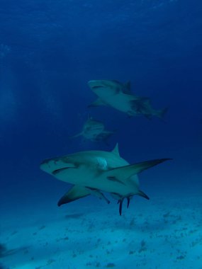 three lemon sharks off the coast of the bahamas. recorded 2010 during the sharkschool. clipart