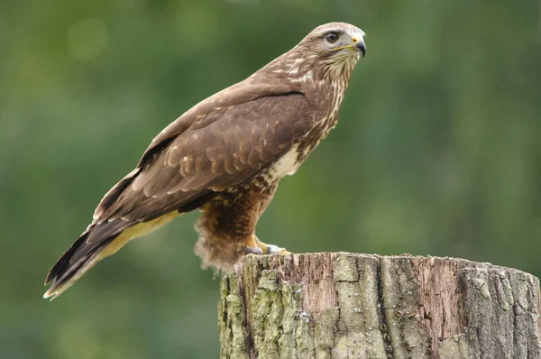 Aussichtsreiche Aussicht Auf Schöne Vögel Der Natur — Stockfoto