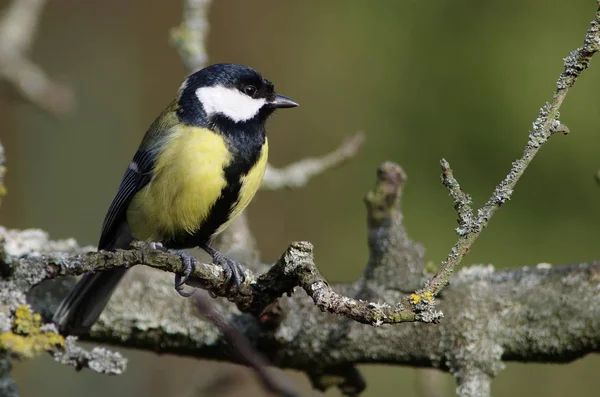 Malerische Ansicht Der Schönen Meise Vogel — Stockfoto