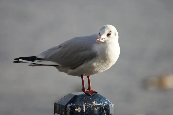 Portrait Image Wild Common Gull Seagull — Stock Photo, Image