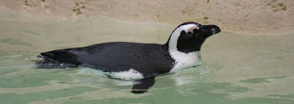 Immagine Ravvicinata Del Pinguino Humboldt Spheniscus Humboldti — Foto Stock