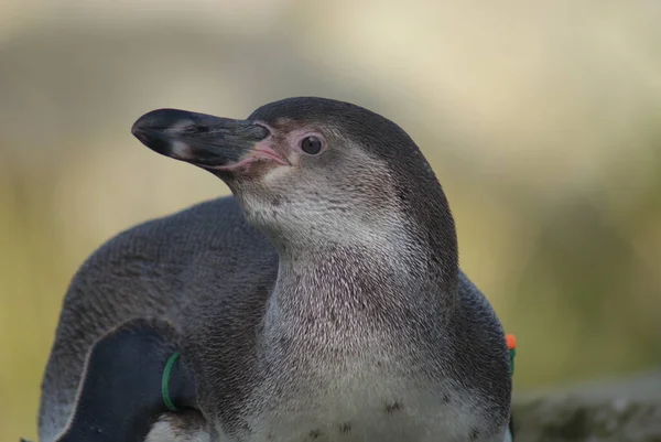 Närbild Bild Humboldt Pingvinen Spheniscus Humboldti — Stockfoto