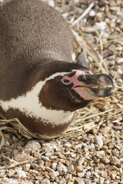 Imagen Cerca Humboldt Penguin Spheniscus Humboldti —  Fotos de Stock