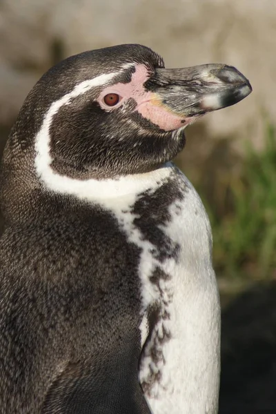 Nahaufnahme Des Humboldt Pinguins Spheniscus Humboldti — Stockfoto