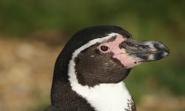 Imagen Cerca Humboldt Penguin Spheniscus Humboldti — Foto de Stock