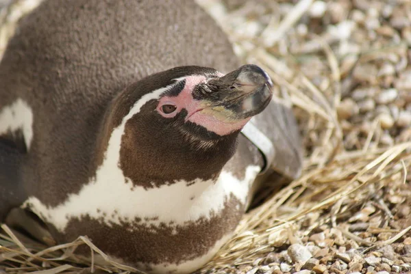 Detailní Obrázek Tučňák Humboldtův Spheniscus Humboldti — Stock fotografie