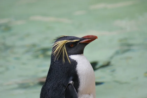 Imagem Close Pinguim Rockhopper Norte Eudyptes Moseleyi — Fotografia de Stock