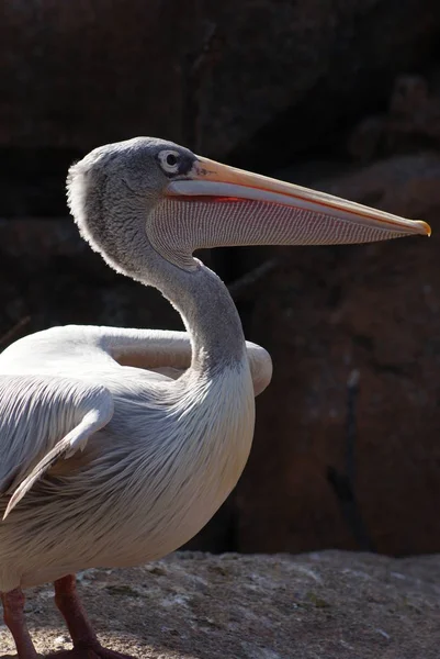 Bilden Rosa Backed Pelican Pelecanus Taggsvamp — Stockfoto