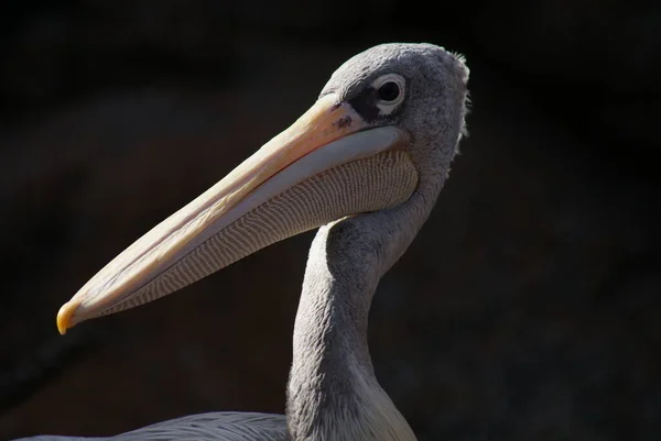 Изображение Pink Backed Pelican Pelecanus Rufescens — стоковое фото
