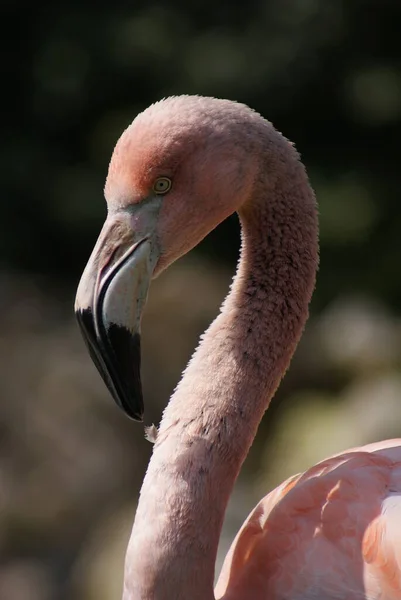 Close Portret Beeld Van Een Chileense Flamingo Phoenicopterus Chilensis — Stockfoto